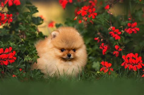 12 Best Pomeranian Rescues For Adoption: Where To Find A Pom