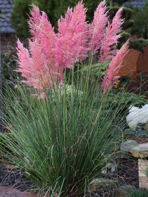 PINK Pampas Grass Perennial Ornamental 1 Live Plant Fast Growing Plants SALE - Etsy | Tuin, Tuin ...