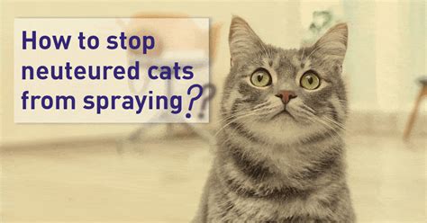 How to Stop A Neutered Cat From Spraying