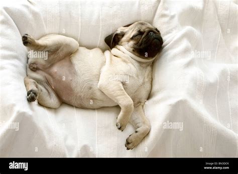 Puppy, Pug, sleeping on pillow Stock Photo - Alamy