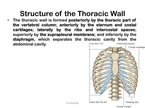 Thoracic Wall Diagram World Of Reference