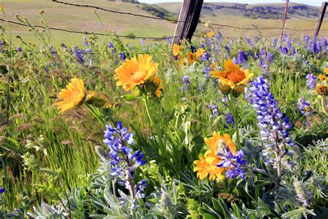 Mountain Wildflowers Photograph by Athena Mckinzie