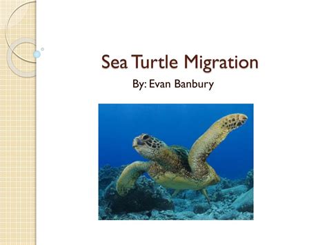 PPT - Sea Turtle Migration PowerPoint Presentation, free download - ID:2427623