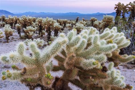 Cholla Cactus Garden - Joshua Tree, CA [OC][1999x1333] : r/EarthPorn