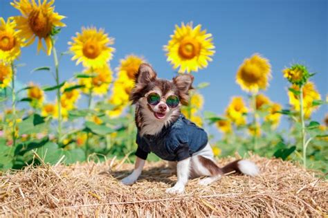 Premium Photo | A dog in the sunflowers field on a sky blue background ...