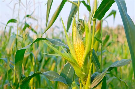 When and How to Harvest Corn | Gardener’s Path