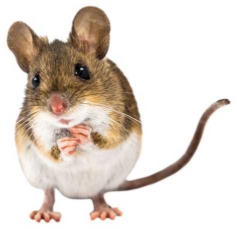 House mouse: The mightiest of mammals? : Pest Management Professional