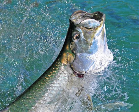 Best Time Of Year For Tarpon Fishing In The Keys — Saltwater Experience Fishing