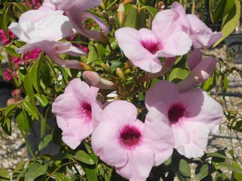 Pandorea jasminoides (Bignonia) (pink) - Boething Treeland Farms