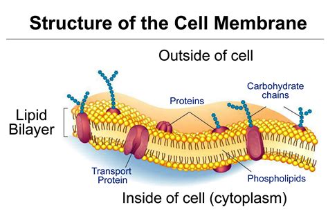 TJ. Schematic diagram of typical membrane proteins in a biological membrane. The phospholipid ...