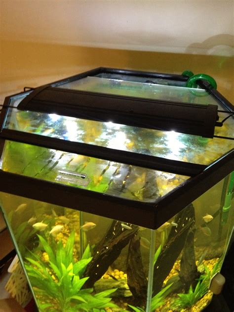 My DIY glass hexagon aquarium hood | Aquarium hood, Diy glass, Diy aquarium