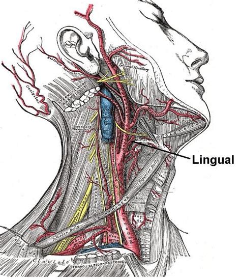 Lingual artery - Alchetron, The Free Social Encyclopedia