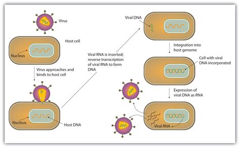 Retrovirus Life Cycle