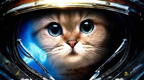 Download Cool Cat Astronaut Helmet Wallpaper | Wallpapers.com