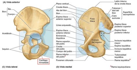 Fichas de aprendizaje Hueso coxal (endopélvico) y sacrocóccix | Quizlet