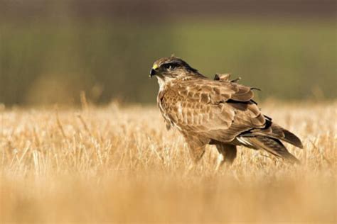 Birds of Prey in Ireland: The Complete Guide