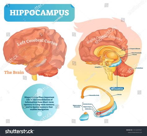 Hippocampus vector illustration. Labeled diagram with isolated closeup structure and location ...