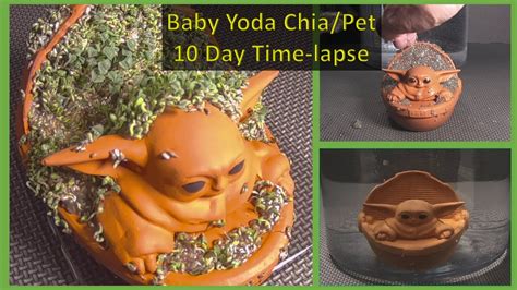 Baby Yoda Chia Pet 10 DAY Time-Lapse! - YouTube