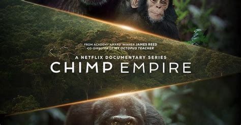 CHIMP EMPIRE: Film shot in Kibale National Park tops US Popular TV shows