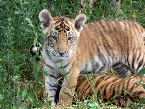 Tiger Cubs Playing Free Stock Photo - Public Domain Pictures