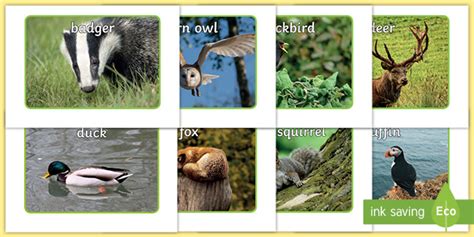 What are British Animals? - Answered - Twinkl Teaching Wiki