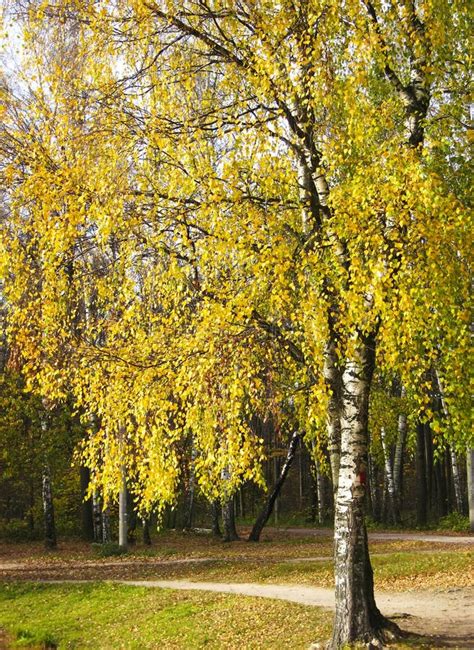 Yellow birch tree stock photo. Image of birch, golden - 18157736