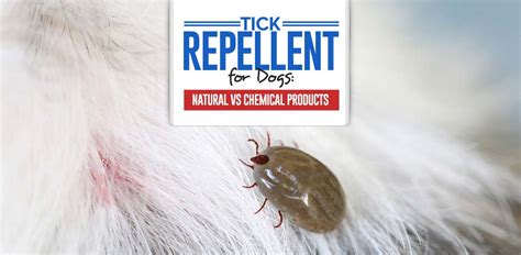 Tick Repellent for Dogs: Natural vs Chemical and What You Must Know