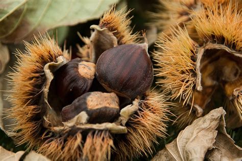 Alla ricerca delle castagne nel bosco: dove raccoglierle nelle Marche - Ascoli Piceno-Fermo