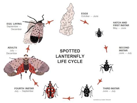 How Do I Stop the Spotted Lanternflies in My Garden? – Black Gold