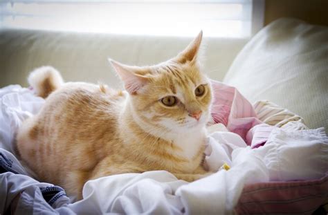 9 Common Cat Behavior Problems (and How to Fix Them) | PetMD