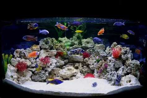 Brackish Water Fish - A Complete Care Guide | Fishkeeping World