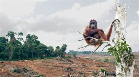 Should We Buy Products with "Sustainable" Palm Oil? - Their Turn