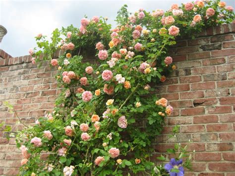 What’s the name of this variety of climbing roses? Any tips on climbing ...