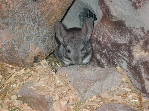 Wild Chinchilla Habitat