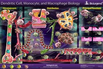 Dendritic Cells