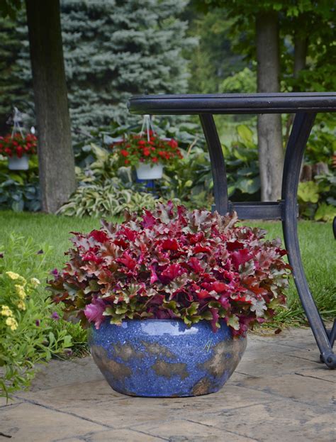 Juanita L. Gomez: Hardy Perennial Flowers For Pots : Dame's Rocket ...