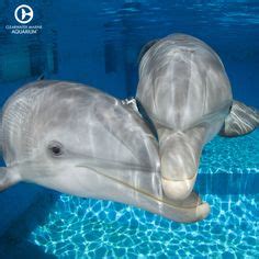 40 Winter & Hope Dolphins ideas | dolphin tale, dolphin tale 2, dolphins