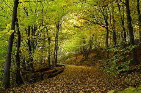 Fall Autumn Forest - Free photo on Pixabay - Pixabay