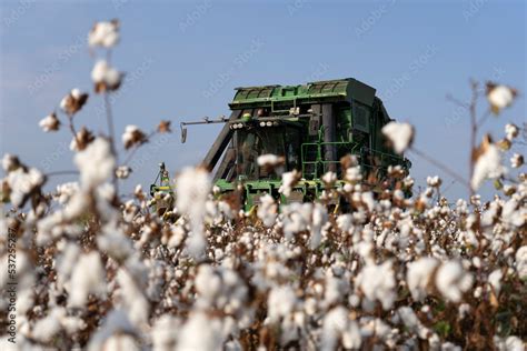 John Deere type cotton picker, 6 rows in a cotton field during picking ...