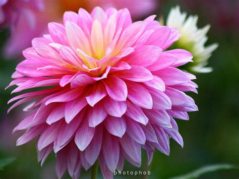 Chrysanthemum-November birth month flower | Beautiful flowers, Flowers, Birth flower tattoos