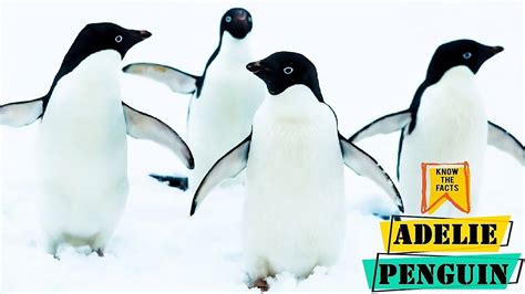 Adelie Penguin - Amazing Adaptations of Adelie Penguins - YouTube