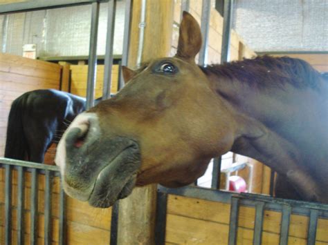 Was at a horse show recently, turned around to find one staring at me ...