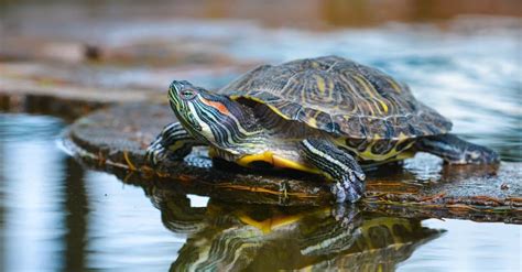 River Turtle Animal Facts | AZ Animals