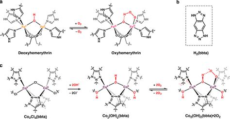 Hydrogen bond stabilization of dioxygen binding in hemerythrin a... | Download Scientific Diagram