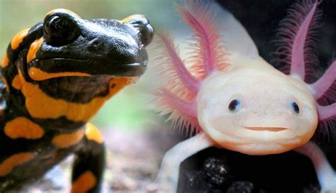 8 Salamander Species That Make Great Pets