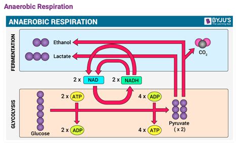 What are the end products of anaerobic respiration?