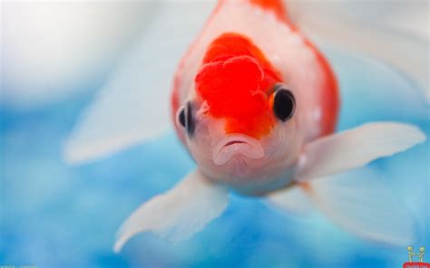 🔥 [50+] Cute Fish Wallpapers | WallpaperSafari