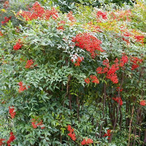 Nandina domestica - Heavenly Bamboo - Dobbies Garden Centres | Evergreen plants, Plants, Bamboo ...