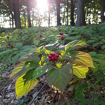 Ginseng Seeds, Ginseng Rootlets, Stratified Ginseng Seed Starter Kits, Ginseng Products, and ...