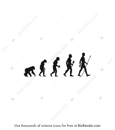 Free Human evolution timeline Icons, Symbols & Images | BioRender